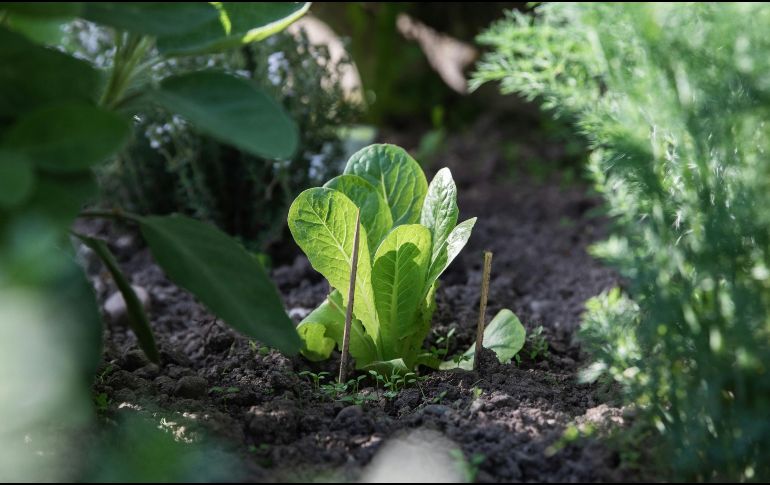 El combinar ciertas plantas puede ser efectivo para alejar las plagas de tu hogar. UNSPLASH / A. LERGIER