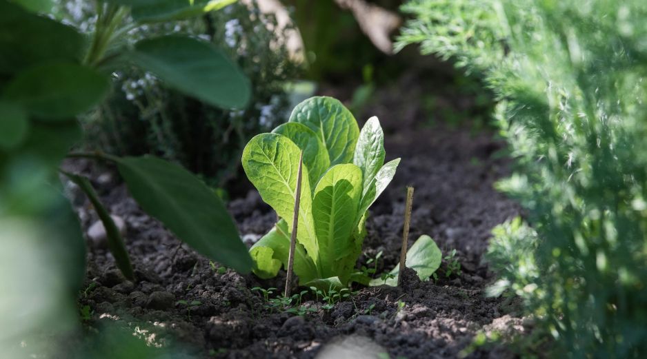 El combinar ciertas plantas puede ser efectivo para alejar las plagas de tu hogar. UNSPLASH / A. LERGIER