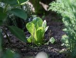 El combinar ciertas plantas puede ser efectivo para alejar las plagas de tu hogar. UNSPLASH / A. LERGIER