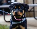 Aprende a entrenar a tu perro como guardián del hogar con técnicas de refuerzo positivo, obediencia básica y socialización temprana, garantizando la seguridad y el bienestar de toda tu familia. Unsplash