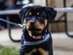Aprende a entrenar a tu perro como guardián del hogar con técnicas de refuerzo positivo, obediencia básica y socialización temprana, garantizando la seguridad y el bienestar de toda tu familia. Unsplash