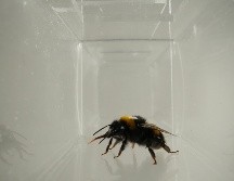 Los resultados aportan pruebas de que ciertas reacciones orofaciales reflejan la evaluación afectiva en los abejorros. EFE / BEE LAB