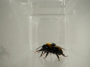 Los resultados aportan pruebas de que ciertas reacciones orofaciales reflejan la evaluación afectiva en los abejorros. EFE / BEE LAB