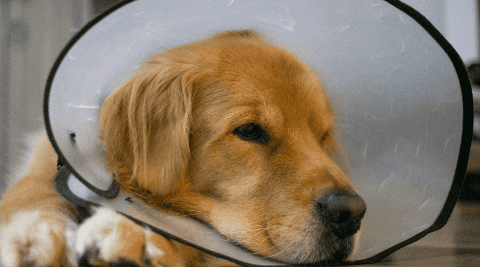 Observar los cambios en el comportamiento de una mascota es una de las herramientas más valiosas para cualquier tutor. CANVA