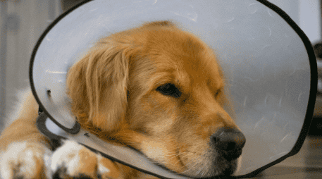 Observar los cambios en el comportamiento de una mascota es una de las herramientas más valiosas para cualquier tutor. CANVA