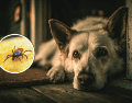 Si un perro adquiere la enfermedad, además de poner en riesgo su vida, puede convertirse en un reservorio que facilite el contacto de las garrapatas con las personas. CANVA