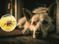 Si un perro adquiere la enfermedad, además de poner en riesgo su vida, puede convertirse en un reservorio que facilite el contacto de las garrapatas con las personas. CANVA