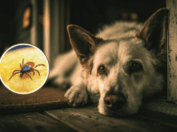 Si un perro adquiere la enfermedad, además de poner en riesgo su vida, puede convertirse en un reservorio que facilite el contacto de las garrapatas con las personas. CANVA