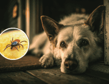 Si un perro adquiere la enfermedad, además de poner en riesgo su vida, puede convertirse en un reservorio que facilite el contacto de las garrapatas con las personas. CANVA