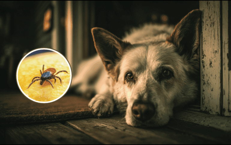 Si un perro adquiere la enfermedad, además de poner en riesgo su vida, puede convertirse en un reservorio que facilite el contacto de las garrapatas con las personas. CANVA
