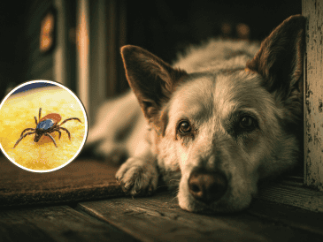 Si un perro adquiere la enfermedad, además de poner en riesgo su vida, puede convertirse en un reservorio que facilite el contacto de las garrapatas con las personas. CANVA