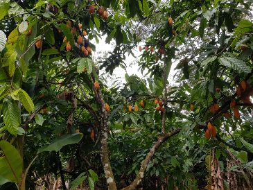 Muchas fincas peruanas cultivan variedades de cacao silvestres y semisilvestres que no han sido alteradas. EFE / UNIVERSIDAD DE LAS INDIAS OCCIDENTALES