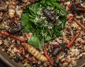 Cada uno de estos insectos se recolecta en temporadas específicas y en diferentes estados de la República. SUN / E. SILVA