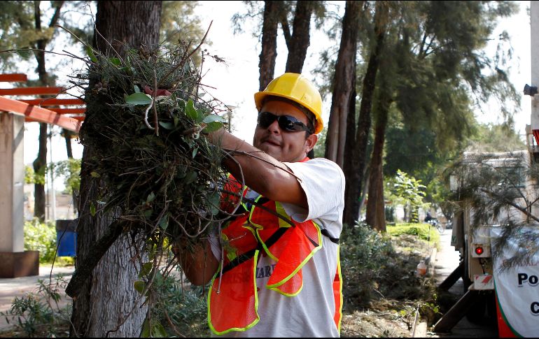 Parques y Jardines realiza una inspección técnica para determinar el nivel de riesgo y definir si procede la poda, el derribo o alguna otra intervención. EL INFORMADOR/Archivo