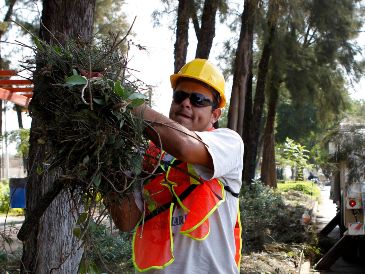 Parques y Jardines realiza una inspección técnica para determinar el nivel de riesgo y definir si procede la poda, el derribo o alguna otra intervención. EL INFORMADOR/Archivo