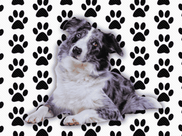 El Border Collie, por ejemplo, es considerado por los etólogos como el perro más inteligente del mundo. Sin embargo, esta brillantez mental requiere una estimulación cognitiva constante que un novato rara vez puede proporcionar. ESPECIAL / CANVA