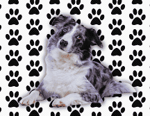 El Border Collie, por ejemplo, es considerado por los etólogos como el perro más inteligente del mundo. Sin embargo, esta brillantez mental requiere una estimulación cognitiva constante que un novato rara vez puede proporcionar. ESPECIAL / CANVA