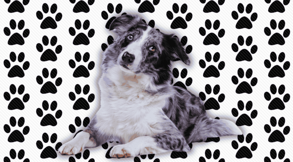 El Border Collie, por ejemplo, es considerado por los etólogos como el perro más inteligente del mundo. Sin embargo, esta brillantez mental requiere una estimulación cognitiva constante que un novato rara vez puede proporcionar. ESPECIAL / CANVA