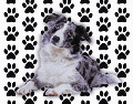 El Border Collie, por ejemplo, es considerado por los etólogos como el perro más inteligente del mundo. Sin embargo, esta brillantez mental requiere una estimulación cognitiva constante que un novato rara vez puede proporcionar. ESPECIAL / CANVA