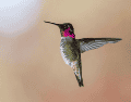 Conoce las graves consecuencias biológicas y legales de capturar colibríes, estas aves requieren libertad para sobrevivir y mantener la polinización. CANVA