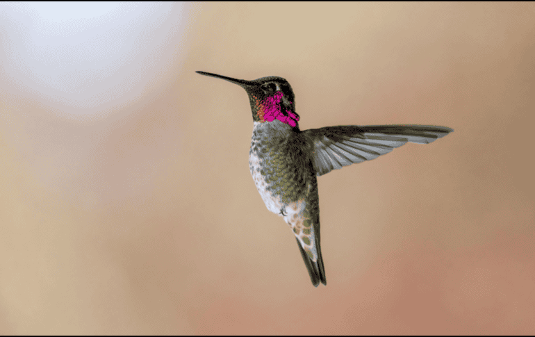Conoce las graves consecuencias biológicas y legales de capturar colibríes, estas aves requieren libertad para sobrevivir y mantener la polinización. CANVA