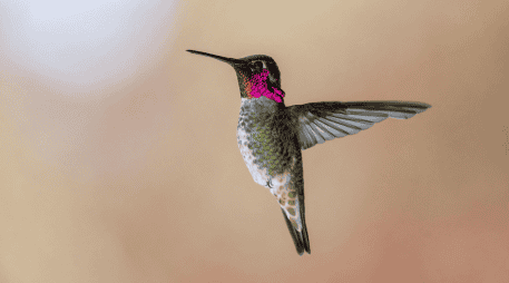 Conoce las graves consecuencias biológicas y legales de capturar colibríes, estas aves requieren libertad para sobrevivir y mantener la polinización. CANVA