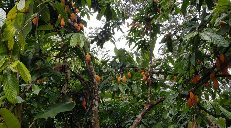 Muchas fincas peruanas cultivan variedades de cacao silvestres y semisilvestres que no han sido alteradas. EFE / UNIVERSIDAD DE LAS INDIAS OCCIDENTALES