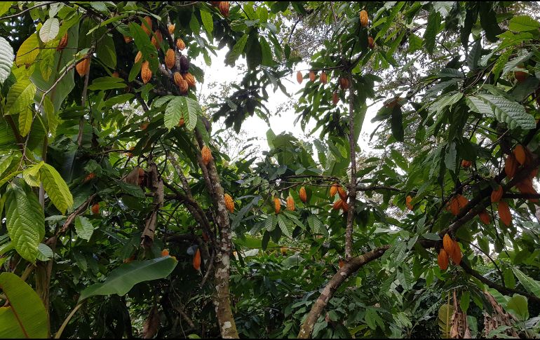 Muchas fincas peruanas cultivan variedades de cacao silvestres y semisilvestres que no han sido alteradas. EFE / UNIVERSIDAD DE LAS INDIAS OCCIDENTALES