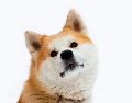 Más allá de encontrar un hogar en estas razas de perros, tendrás una protección y lealtad inquebrantable en ellos. UNSPLASH / M. VASILYEV