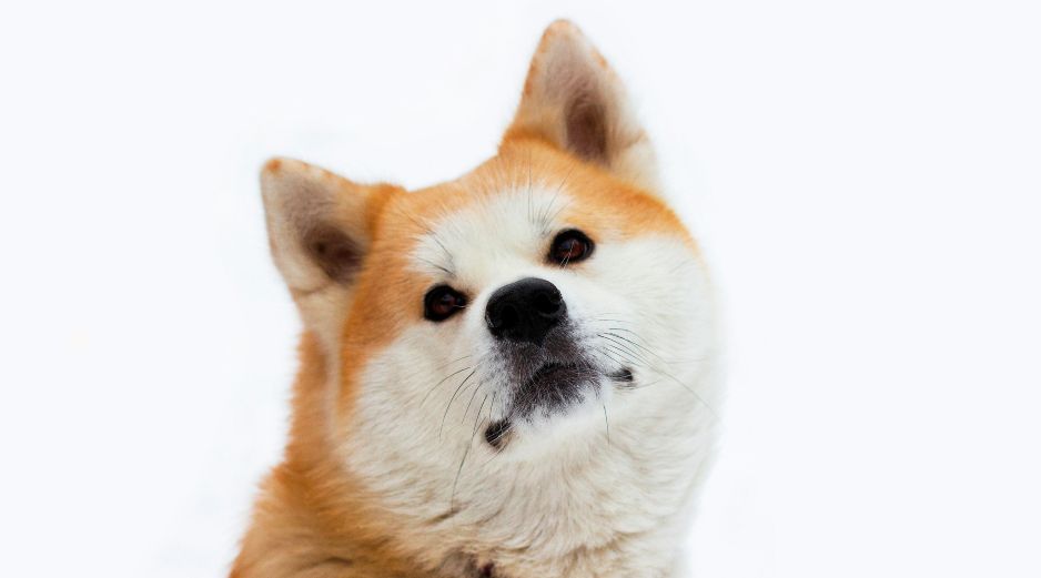 Más allá de encontrar un hogar en estas razas de perros, tendrás una protección y lealtad inquebrantable en ellos. UNSPLASH / M. VASILYEV