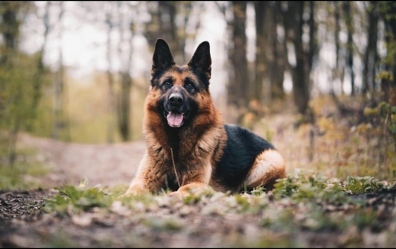 Este top 3 de perros se basa en las características físicas y psicológicas que convierten a ciertos animales en verdaderos guardianes. UNSPLASH / A. DUSKOVA