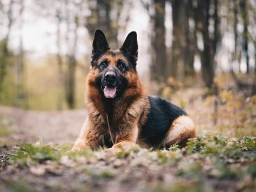 Este top 3 de perros se basa en las características físicas y psicológicas que convierten a ciertos animales en verdaderos guardianes. UNSPLASH / A. DUSKOVA