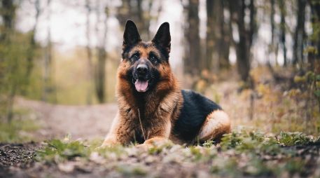 Este top 3 de perros se basa en las características físicas y psicológicas que convierten a ciertos animales en verdaderos guardianes. UNSPLASH / A. DUSKOVA