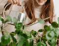 El amarillamiento de las hojas se conoce como clorosis y ocurre cuando disminuye la producción de clorofila, el pigmento responsable del color verde y de la fotosíntesis. ESPECIAL/Canva