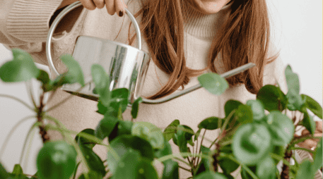 El amarillamiento de las hojas se conoce como clorosis y ocurre cuando disminuye la producción de clorofila, el pigmento responsable del color verde y de la fotosíntesis. ESPECIAL/Canva