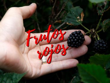 Los frutos rojos, entre los que se encuentra la zarzamora, se han convertido en un éxito de exportación de los campos michoacanos, ¿sabes cómo le hacen para que estén disponibles durante todo el año? NTX / ARCHIVO