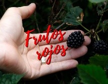 Los frutos rojos, entre los que se encuentra la zarzamora, se han convertido en un éxito de exportación de los campos michoacanos, ¿sabes cómo le hacen para que estén disponibles durante todo el año? NTX / ARCHIVO