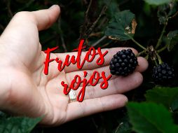 Los frutos rojos, entre los que se encuentra la zarzamora, se han convertido en un éxito de exportación de los campos michoacanos, ¿sabes cómo le hacen para que estén disponibles durante todo el año? NTX / ARCHIVO