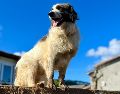 El perro guardián tiene como objetivo principal el vigilar un territorio completo, manteniéndose alerta ante cualquier anomalía que rompa con la rutina habitual del espacio que considera su jurisdicción. Unsplash