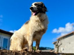 El perro guardián tiene como objetivo principal el vigilar un territorio completo, manteniéndose alerta ante cualquier anomalía que rompa con la rutina habitual del espacio que considera su jurisdicción. Unsplash