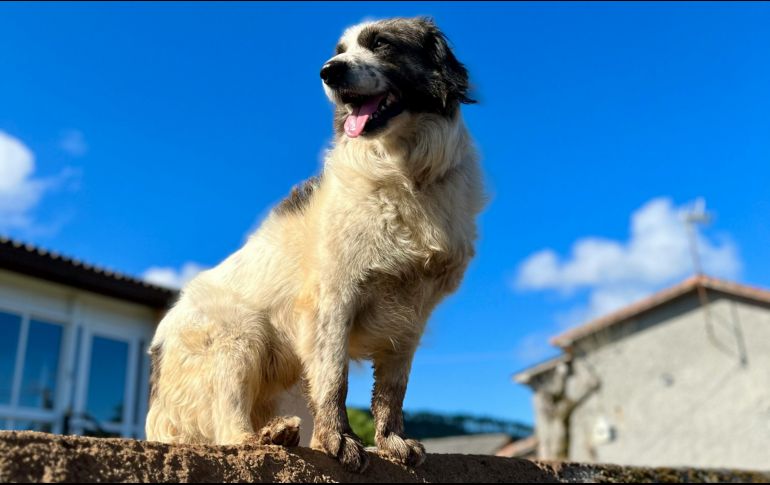 El perro guardián tiene como objetivo principal el vigilar un territorio completo, manteniéndose alerta ante cualquier anomalía que rompa con la rutina habitual del espacio que considera su jurisdicción. Unsplash