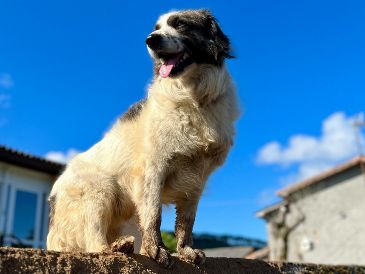 El perro guardián tiene como objetivo principal el vigilar un territorio completo, manteniéndose alerta ante cualquier anomalía que rompa con la rutina habitual del espacio que considera su jurisdicción. Unsplash