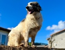 El perro guardián tiene como objetivo principal el vigilar un territorio completo, manteniéndose alerta ante cualquier anomalía que rompa con la rutina habitual del espacio que considera su jurisdicción. Unsplash