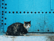Marruecos es conocido por su tradición de cuidar y alimentar gatos callejeros desde tiempos remotos. UNSPLASH / Y. MUBARAK