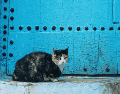 Marruecos es conocido por su tradición de cuidar y alimentar gatos callejeros desde tiempos remotos. UNSPLASH / Y. MUBARAK