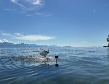 Un robot de alas batientes pasa del agua al aire en un lago natural. Fotografía facilitada por Rafael Zufferey