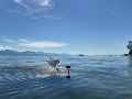 Un robot de alas batientes pasa del agua al aire en un lago natural. Fotografía facilitada por Rafael Zufferey