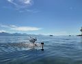 Un robot de alas batientes pasa del agua al aire en un lago natural. Fotografía facilitada por Rafael Zufferey