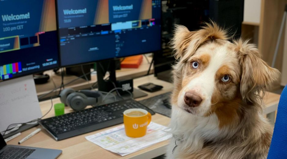 La tendencia de las oficinas pet friendly transforma el entorno laboral global, mejorando la productividad y el bienestar de los empleados que asisten con sus mascotas. UNSPLASH