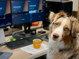 La tendencia de las oficinas pet friendly transforma el entorno laboral global, mejorando la productividad y el bienestar de los empleados que asisten con sus mascotas. UNSPLASH